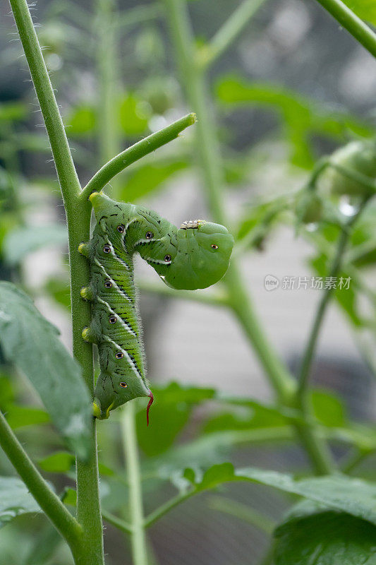 一个绿色烟草角虫特写，一个害虫在一个家庭花园的番茄植株的茎