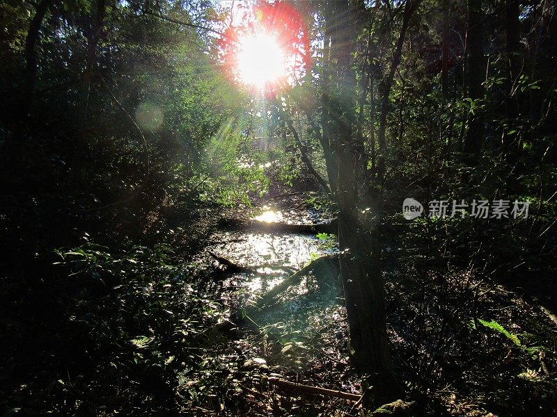 日本。2月。在茂密的森林里。紫外线。