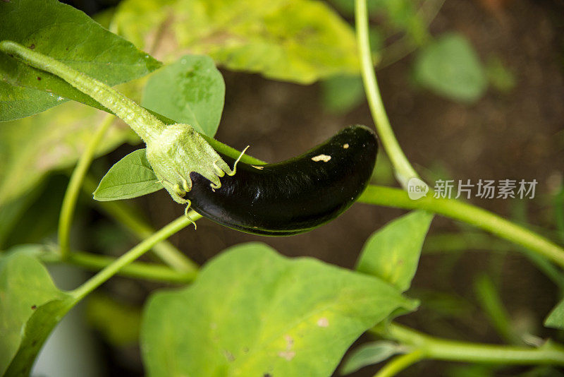 鲜紫茄子，茄子园