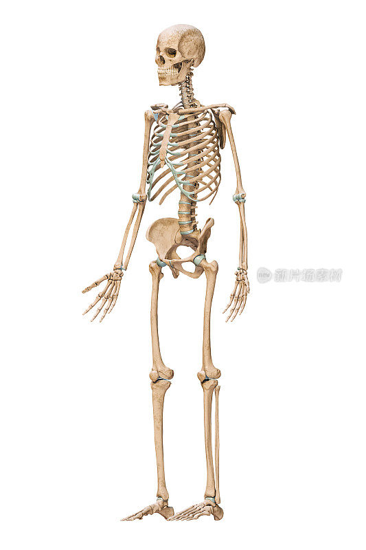 准确的人类骨骼系统前四分之三视图与成年男性骨骼骨骼孤立在白底三维渲染插图。解剖学、医学、科学、骨学的概念。