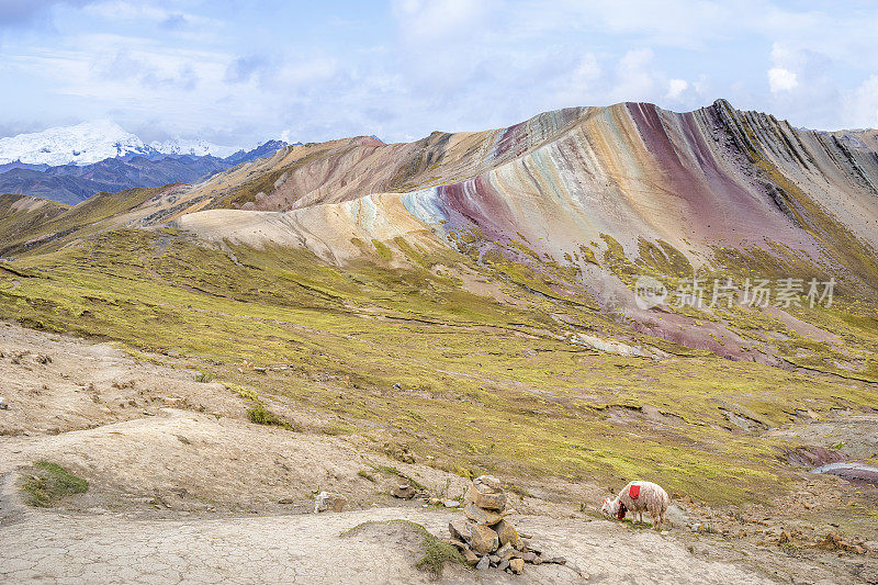 秘鲁库斯科帕尔科约彩虹山的羊驼