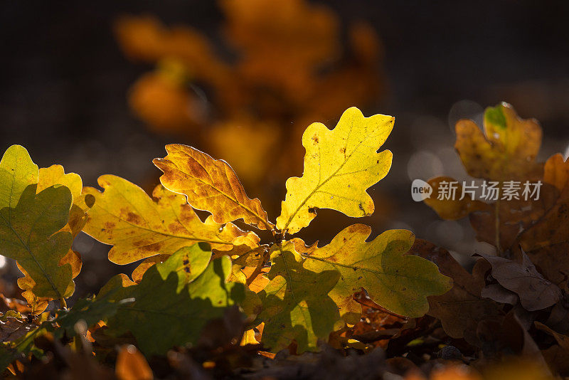 森林地面上的橡树叶