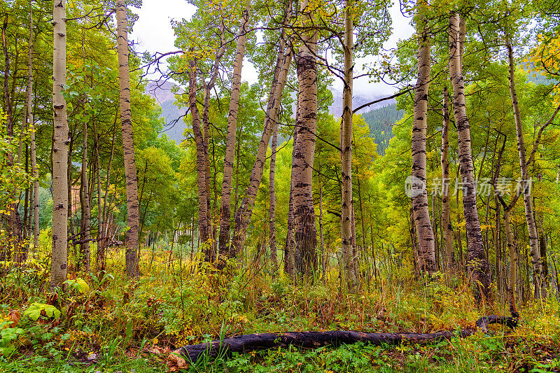 科罗拉多州特柳赖德附近的白杨树林，秋天的颜色