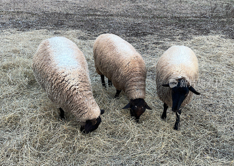 三只羊吃干草