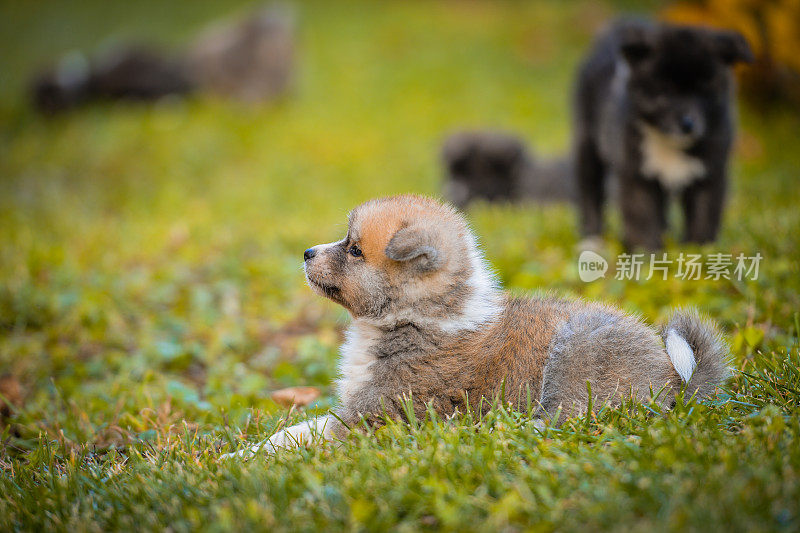 秋田犬幼犬