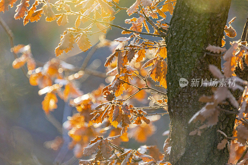 冬光下的栎树有棕色的叶子