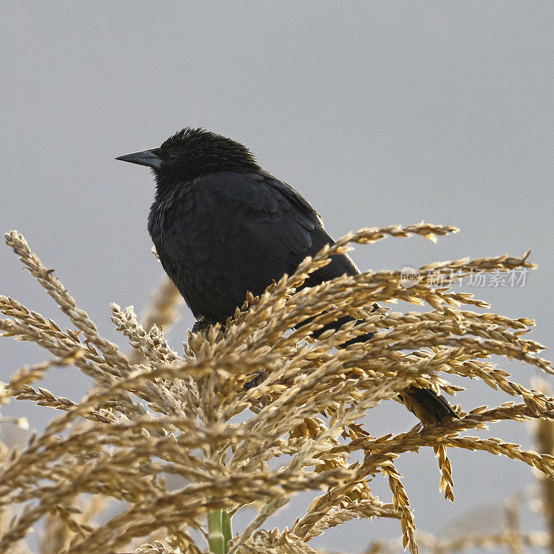 一只雄性南方黑鸟栖息在玉米上