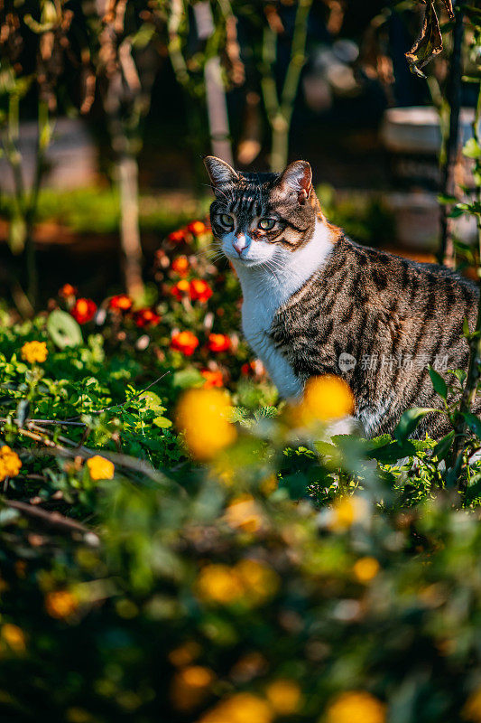 花园中的虎斑猫