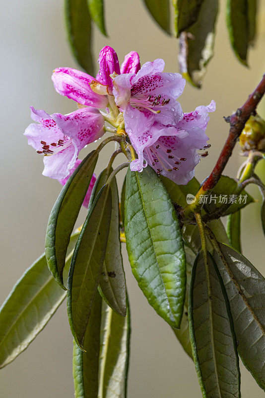 粉红色的杜鹃花。