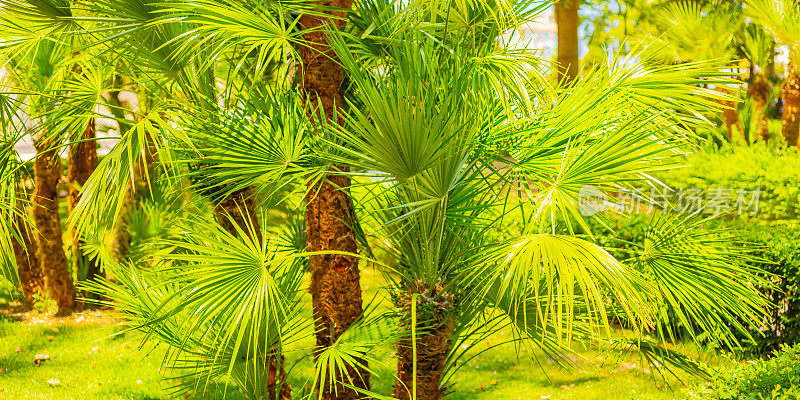 棕榈树。热带气候。意大利。巴里。夏天的背景