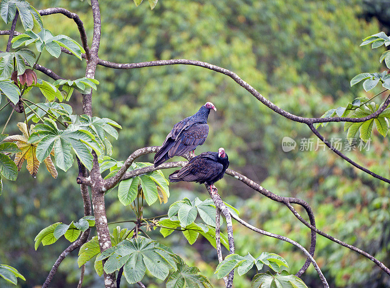 在哥斯达黎加圣胡安娜保护区的树顶，交配后的土耳其秃鹫分开了