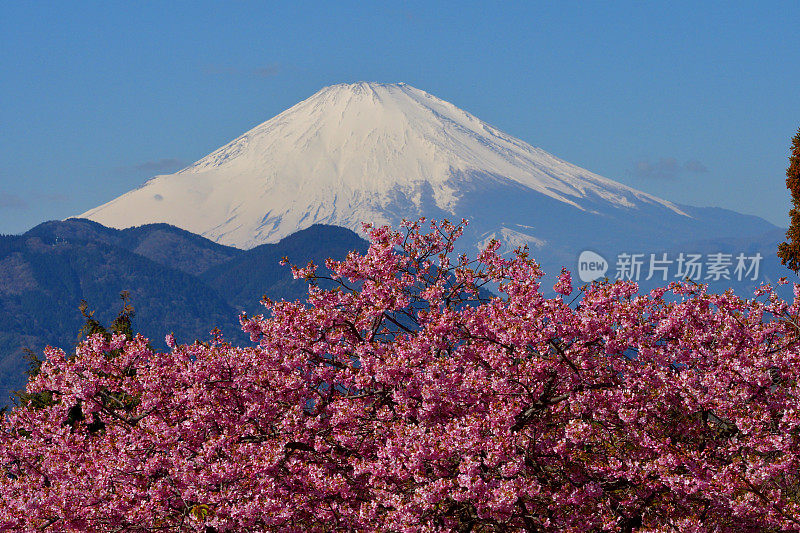 富士山和樱花:从神奈川县松田山眺望