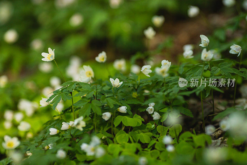 精灵森林。春天的花朵