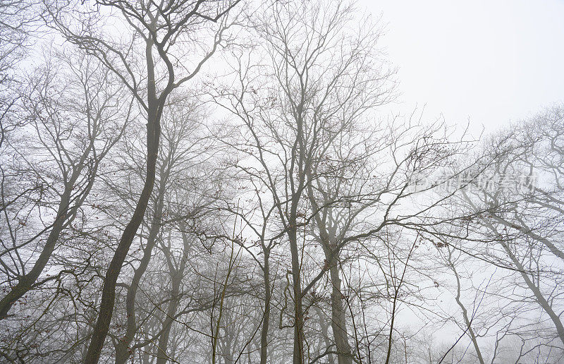 冬天有雾的一天，树顶