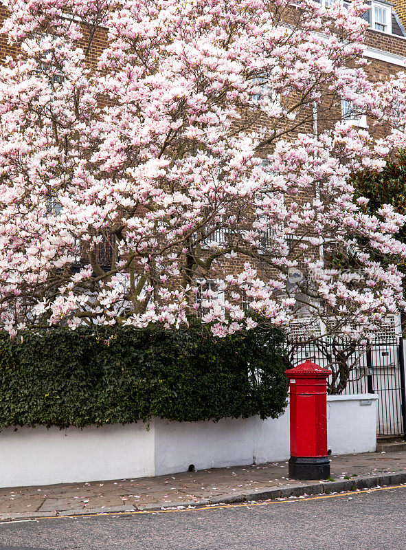 英国伦敦街道上的樱花树和红色邮箱