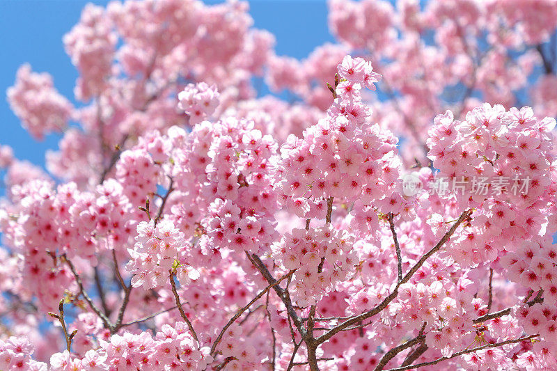 春天樱花的特写图像