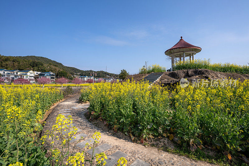 亭子和公园里的油菜花