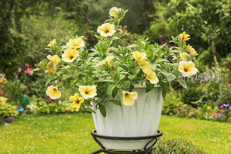 矮牵牛花:一种装饰性黄色矮牵牛花的开花灌木，生长在乡村夏季花园的大型塑料花盆中