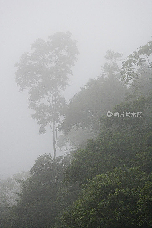 厄瓜多尔亚马逊河上游雨林中的树木