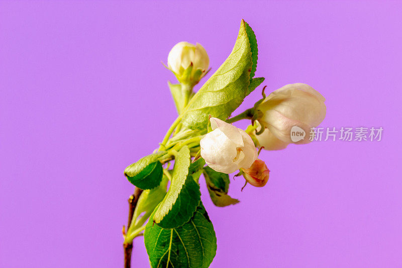 一棵苹果树的照片，白色的花朵盛开，生长在粉红色的背景上。海棠盛开的花。白色的小花，在白色的背景上生长和盛开。