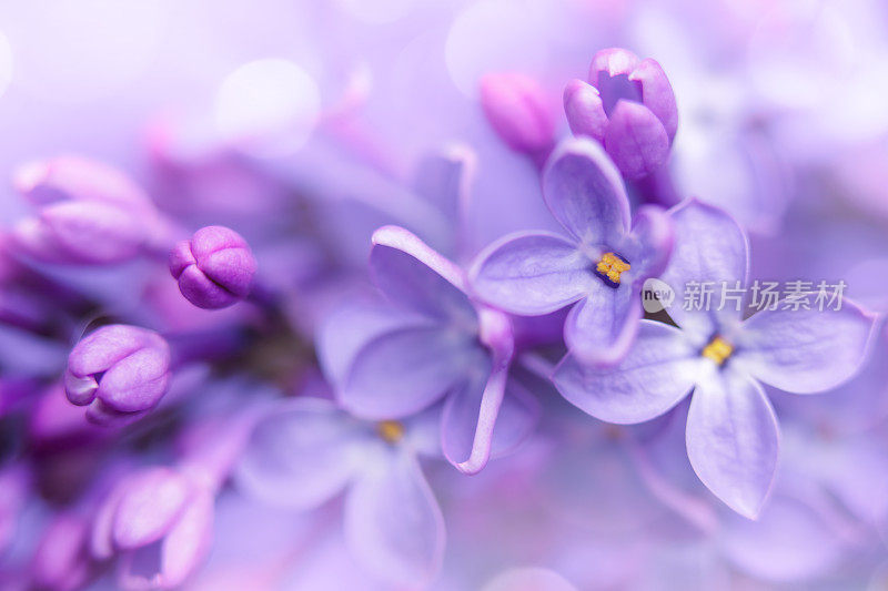 丁香花特写与散景