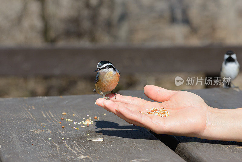 4月在加拿大安大略省，红乳Nuthatch从人的手中进食