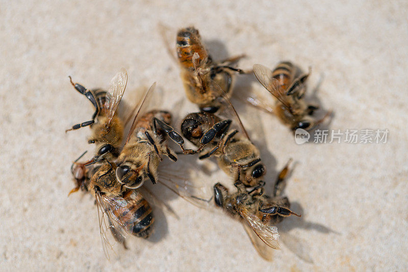 石头表面有一堆死蜜蜂