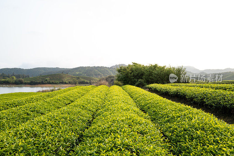 茶园的远景图