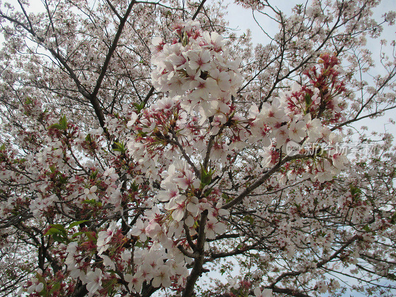 春天在日本的象征，樱花盛开，吉野樱花盛开