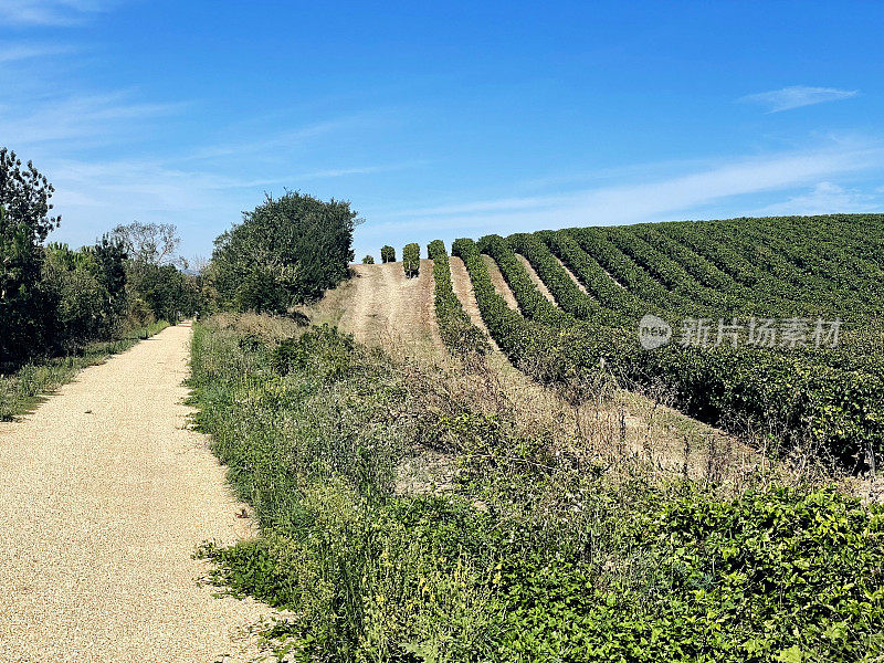 法国南部的葡萄园