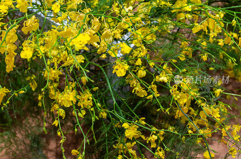 金蝶兰属植物兰花