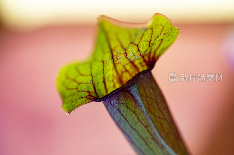 Sarracenia或小号猪笼草的特写