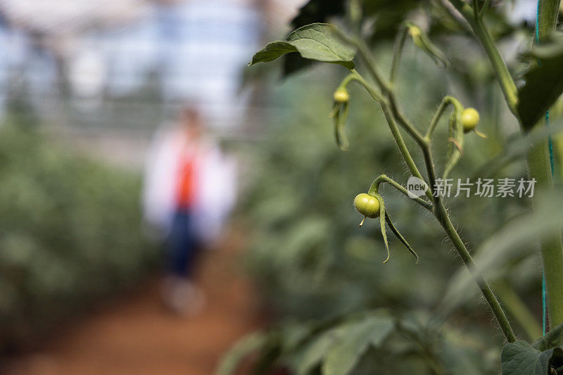 在一个受控的温室环境中种植的有机西红柿，伴随着农学家用数字平板电脑进行质量控制，背景是模糊的