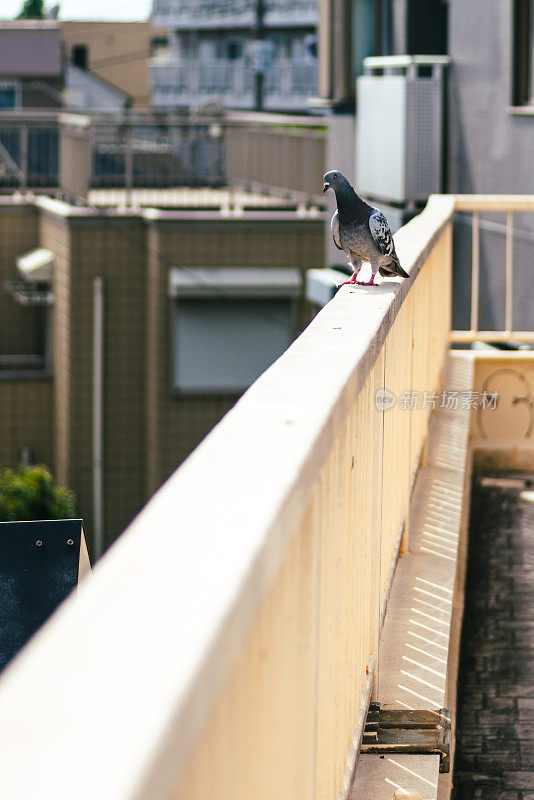 鸽子栖息在人行天桥上