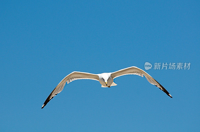 白色的海鸥