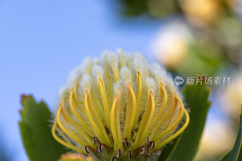 美丽的黄色国王Protea花，背景与复制空间