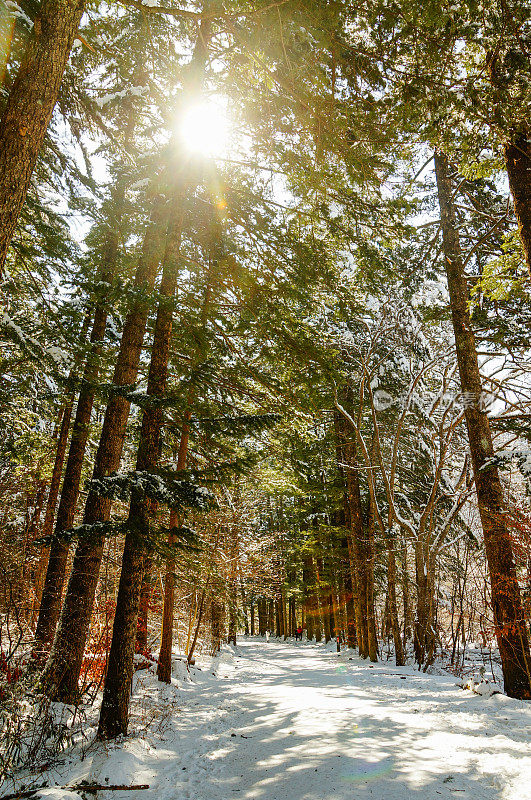 雪迹(针叶杉)