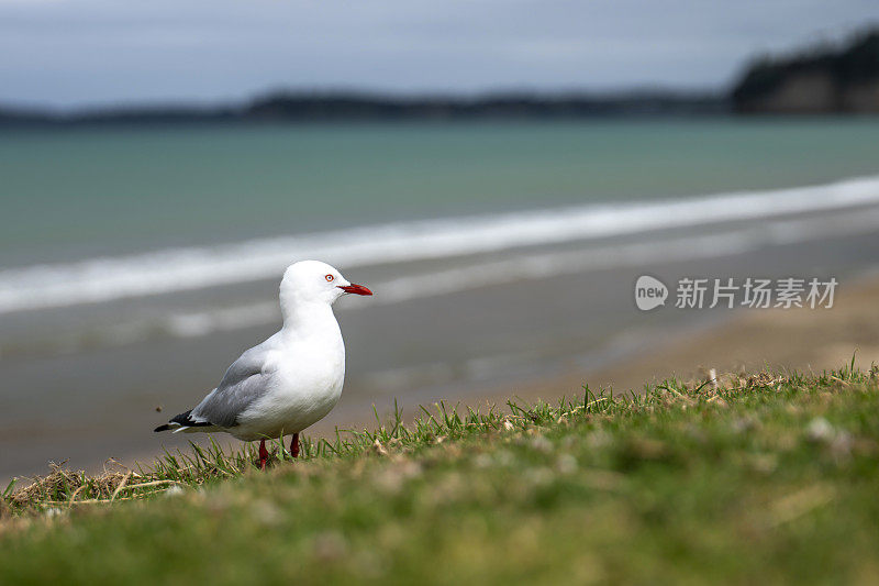 海滩上的海鸥肖像