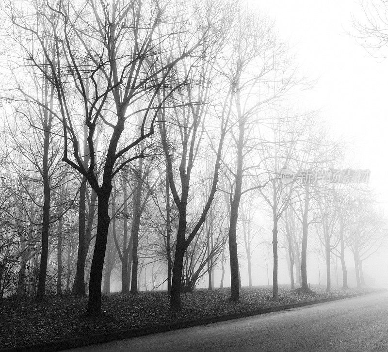 路上有树在雾中