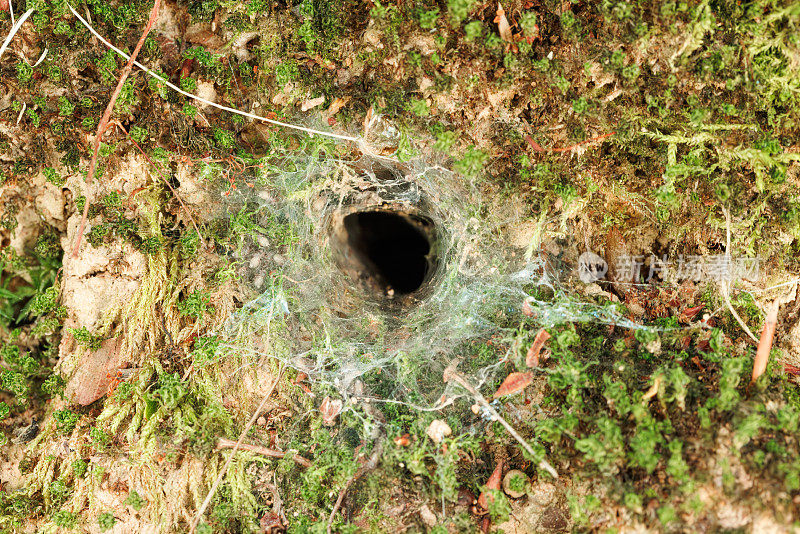 蜘蛛在地上挖的洞