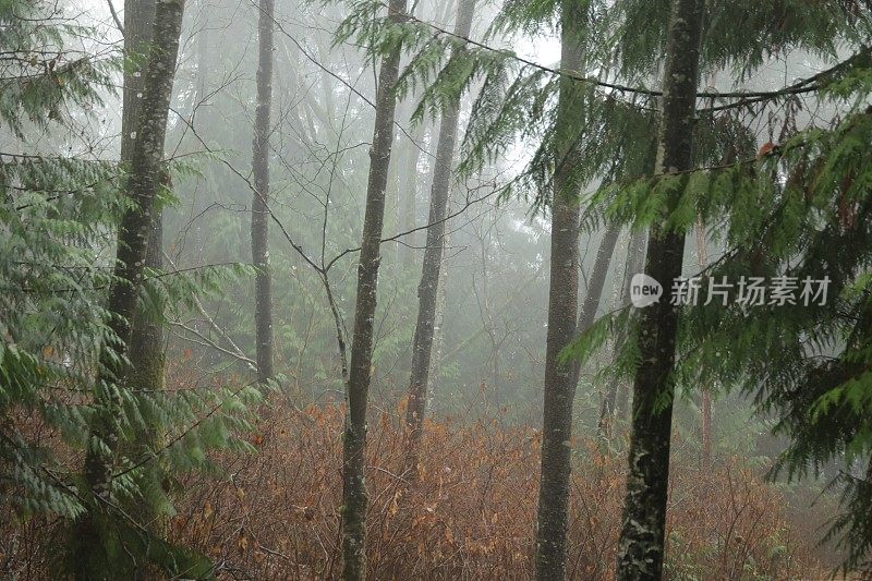 加拿大西海岸的热带雨林