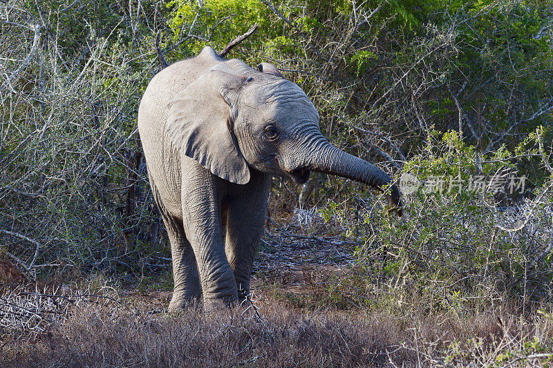 小非洲象在卡里亚加野生动物保护区吃甜刺灌木。