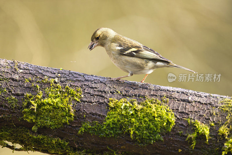 雌性苍头燕雀在长满青苔的圆木上觅食