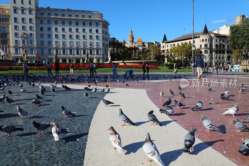 巴塞罗那加泰罗尼亚广场上的鸽子