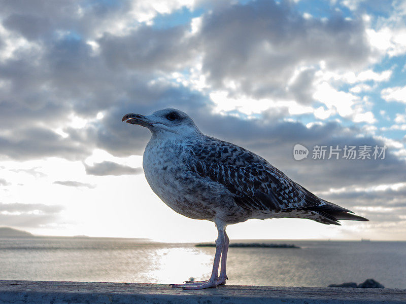 海鸥