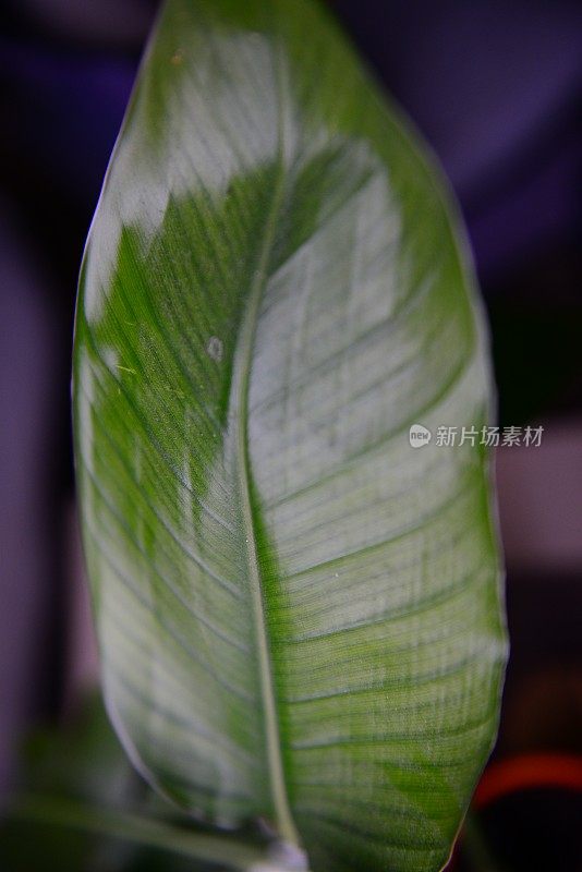 郁郁葱葱的绿色霍雅植物叶子的特写