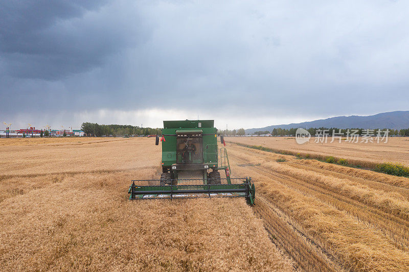 收割机在暴风雨来临前收割小麦