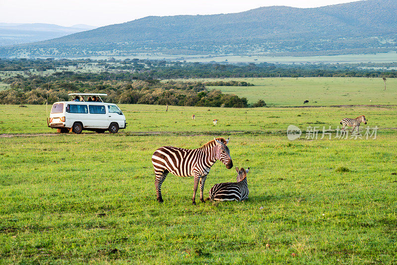 斑马站在稀树草原上，背景是狩猎旅游汽车。肯尼亚马赛马拉国家保护区