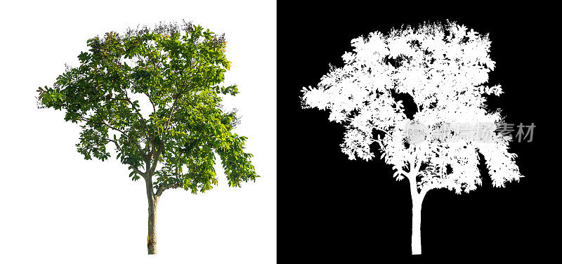 白色背景上的单一树，带有剪切路径和alpha通道