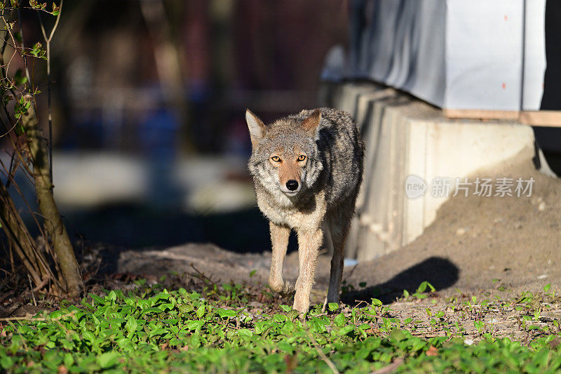 城市野生动物一只失去栖息地的土狼在在建房屋之间行走